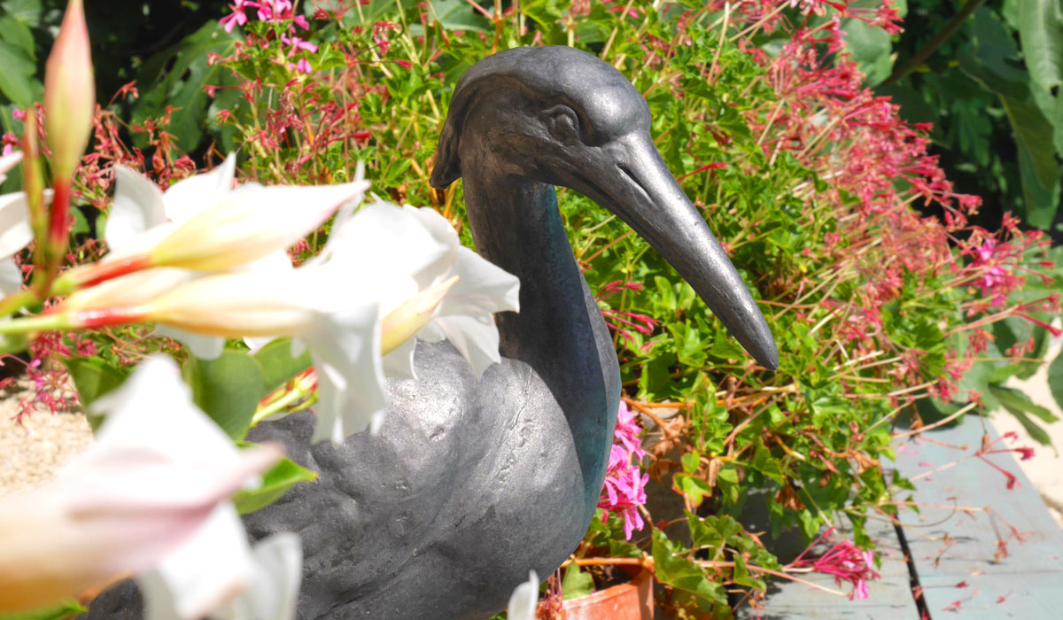 the-bird