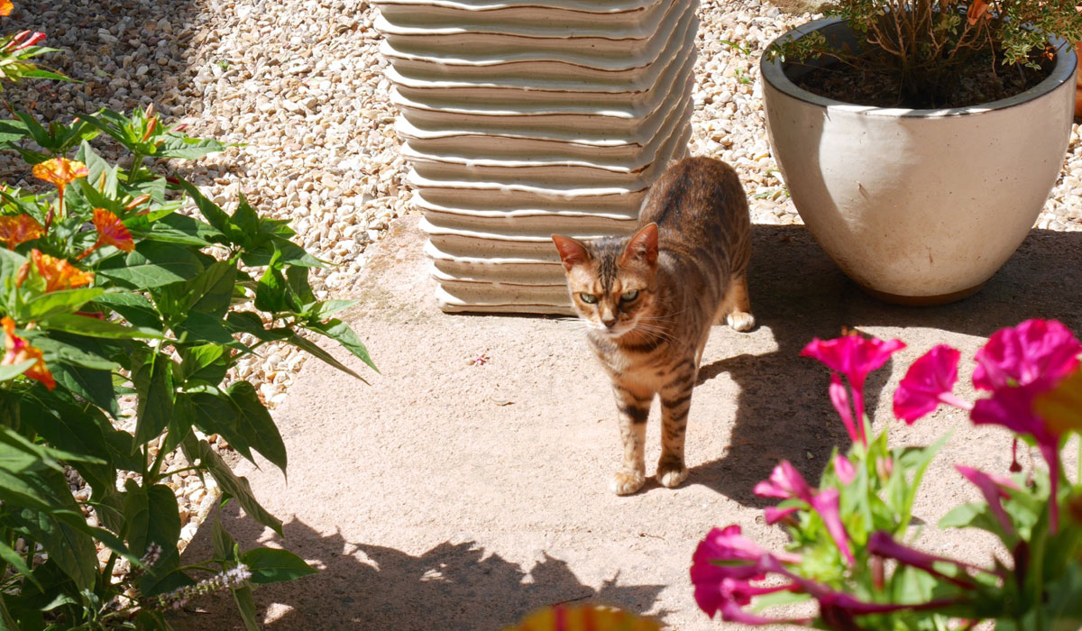 the-cat